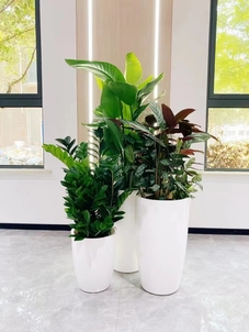 宁波前湾植物出租设计